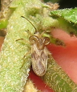 Elasmognathus