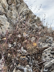 Arabis crucisetosa
