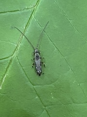 Pogonognathellus elongatus