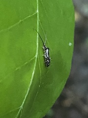 Pogonognathellus elongatus