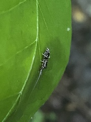 Pogonognathellus elongatus