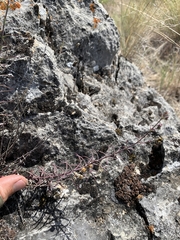 Penstemon triphyllus