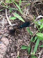 Spinosatibiapalpus trinitatis