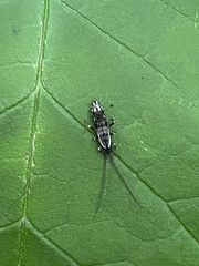 Pogonognathellus elongatus