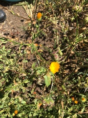 Calendula arvensis