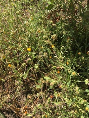 Calendula arvensis