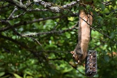 Sciurus niger