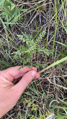 Astragalus crassicarpus