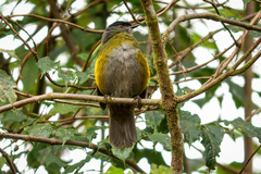 Phainoptila melanoxantha