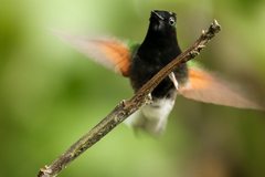 Eupherusa nigriventris