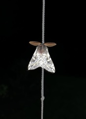 Ormiscodes schmidtnielseni