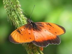 Acraea natalica
