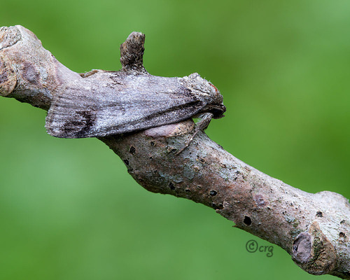 Sleeping Baileya Moth photo 2