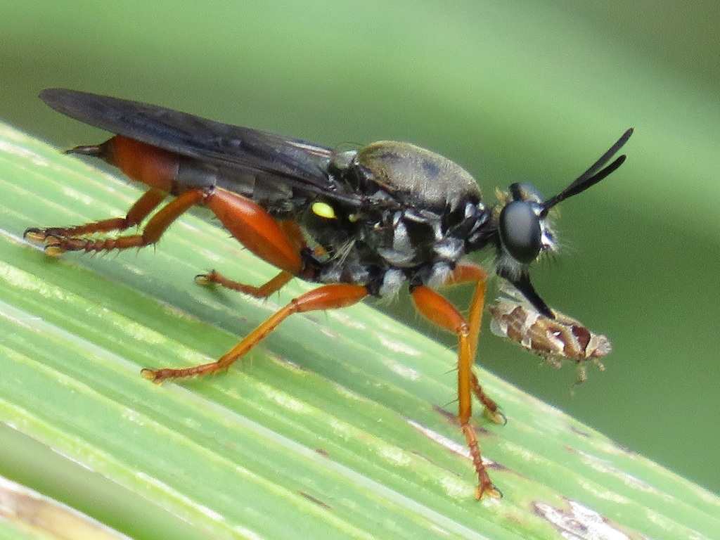 Storthyngomerus