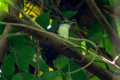 Pheugopedius fasciatoventris
