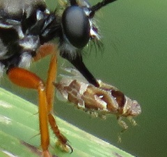 Storthyngomerus