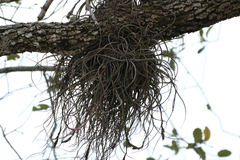 Tillandsia baileyi