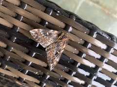 Ormiscodes schmidtnielseni