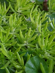Sedum pulchellum
