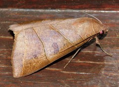 Thyas parallelipipeda