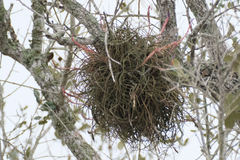 Tillandsia baileyi