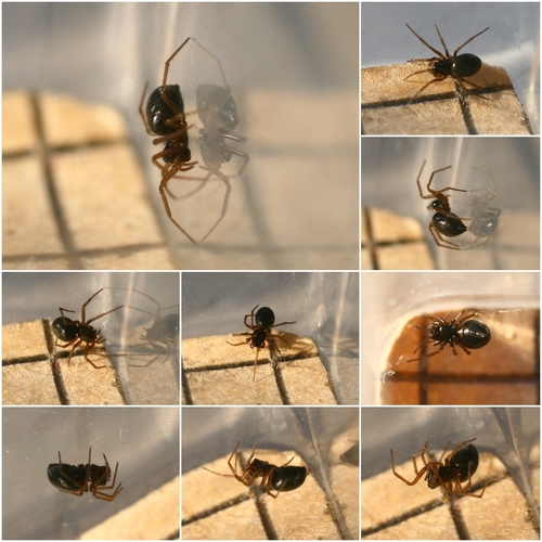 Tooth-palped Money Spider