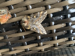 Ormiscodes schmidtnielseni