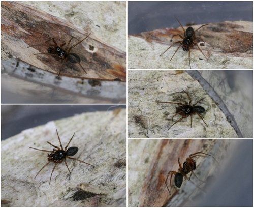 Tooth-palped Money Spider