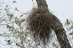 Tillandsia baileyi