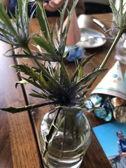 Eryngium planum
