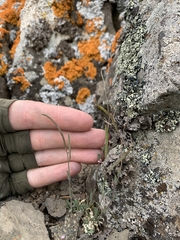 Boechera cascadensis