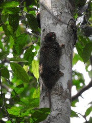 Anomalurus beecrofti