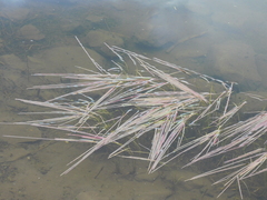 Sparganium angustifolium