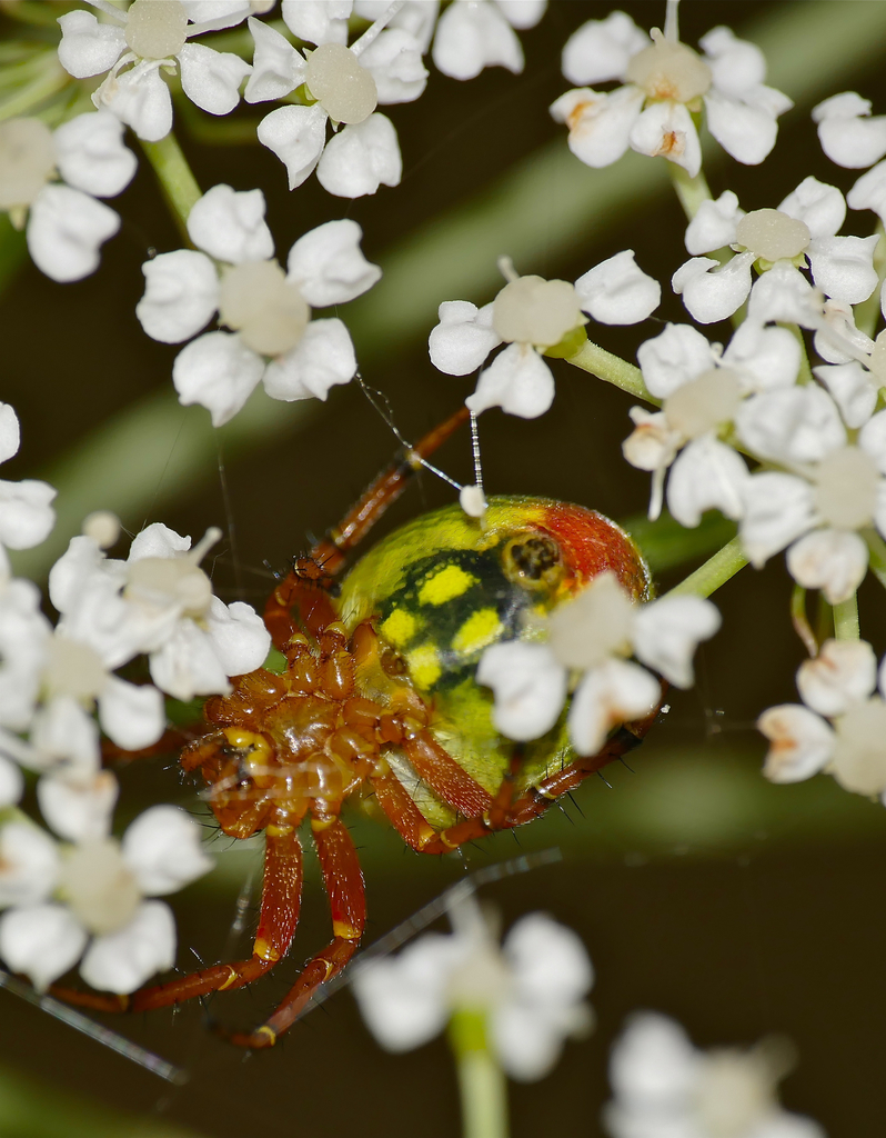 Araniella alpica