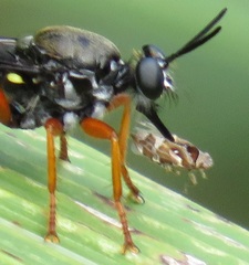 Storthyngomerus