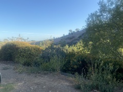 Euphorbia dendroides