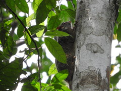 Anomalurus beecrofti