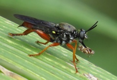 Storthyngomerus