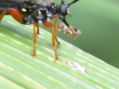 Storthyngomerus