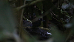 Formicarius nigricapillus
