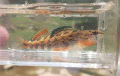 Etheostoma spectabile