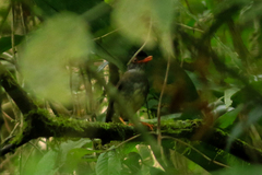 Catharus mexicanus