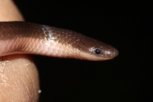 Common Wormsnake