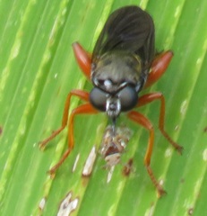 Storthyngomerus