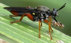 Storthyngomerus
