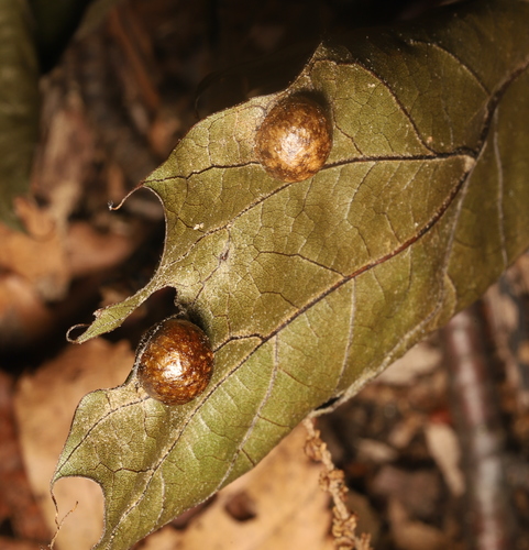 Small Oak Apple Gall Wasp photo 5