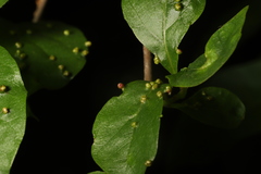 Eriophyes cerasicrumena