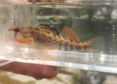 Etheostoma spectabile