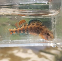 Etheostoma spectabile