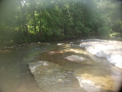 Etheostoma spectabile